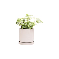 Chive Minute 5 in. D Ceramic Flower Pot Ivory Speckles