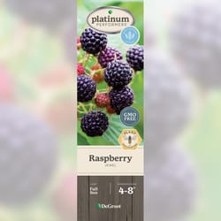 DeGroot Raspberry Plant 1 pk