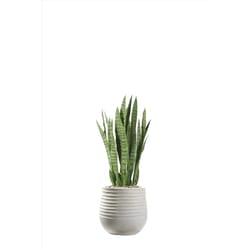 DW Silks 42 in. H X 16 in. W X 16 in. D Plastic Sansevieria in Ribbed Planter White