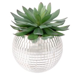 Karma 5 in. H X 4 in. W X 4 in. L Silver Glass/Plastic Disco Succulent Pot