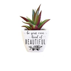 Sentiment Succulents 4 in. H X 2.25 in. L Multicolored Plastic Planter