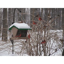 Birds Choice Cardinal 3 lb Plastic/Screen Hopper Bird Feeder