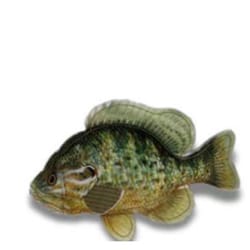 Steeldog Brown/Green Denim Sunfish Squeak Dog Toy 1 pk