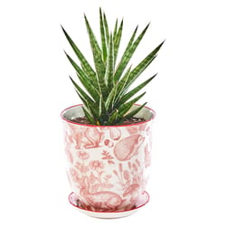 Chive Liberte 3.25 in. D Ceramic Succulent Pot Red Squirrels