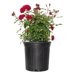National Plant Network Red Rose Red Sunblaze Grower Flowering Plant