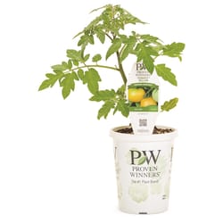 Proven Selections Tasty Treat Orange Bellini Tempting Tomato Plastic Vegetable Plant