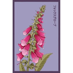 Chive Shido Seed Co. Foxglove Seeds 1 pk