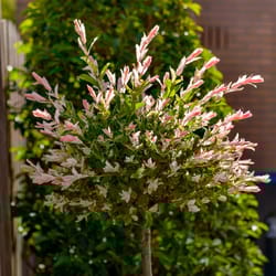 National Plant Network Pink Willow Grower Tree