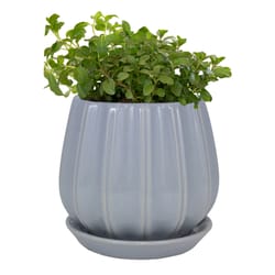 Trendspot Contour 5.5 in. H X 5.9 in. W X 5.9 in. D X 6 in. D Ceramic Planter Light Blue