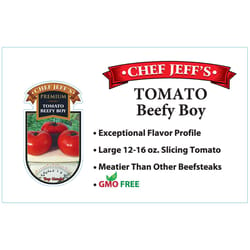 Chef Jeff Red Premium Beefy Boy Tomato Vegetable Plant