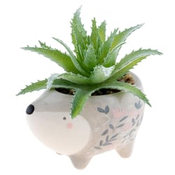 Karma 2 in. H X 2 in. L Multicolored Ceramic Succulent Pot