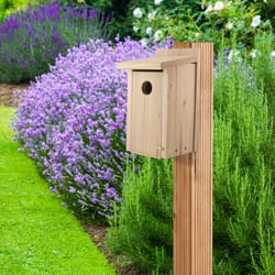 Audubon 12 in. H X 6.4 in. W X 6.4 in. L Red Cedar Bird House