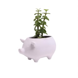 Chive Animal Planter 3.5 in. D Ceramic Pig Cachepot White