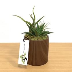 Eve's Garden 9 in. H X 2.5 in. W X 3 in. D X 3 in. D Ceramic Woodgrain Air Plant and Succulent Brown