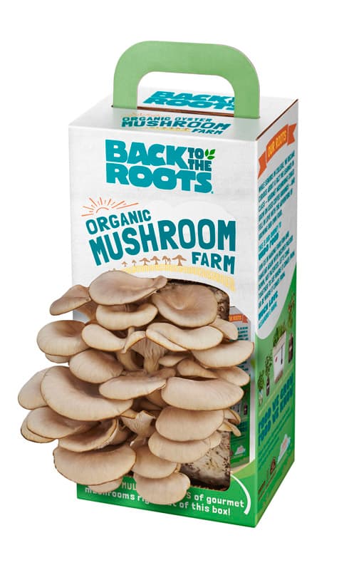 Photos - Garden & Outdoor Decoration Back to the Roots Mushroom Grow Kit 1 pk 11001