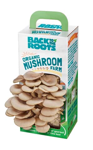 Mushrooms Box Kit Paper Crafting Candy Box (Instant Download) 
