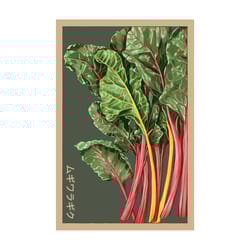 Chive Shido Seed Co. Rainbow Chard Seeds 1 pk