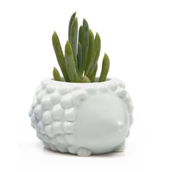 Chive Animal Planter 4 in. D Ceramic Hedgehog Succulent Pot Mint