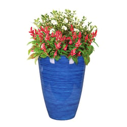 L&G Solutions 22 in. H X 16 in. D Polyresin Baja Planter Cobalt