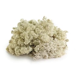 SuperMoss Natural Reindeer Moss 80.75 cu in