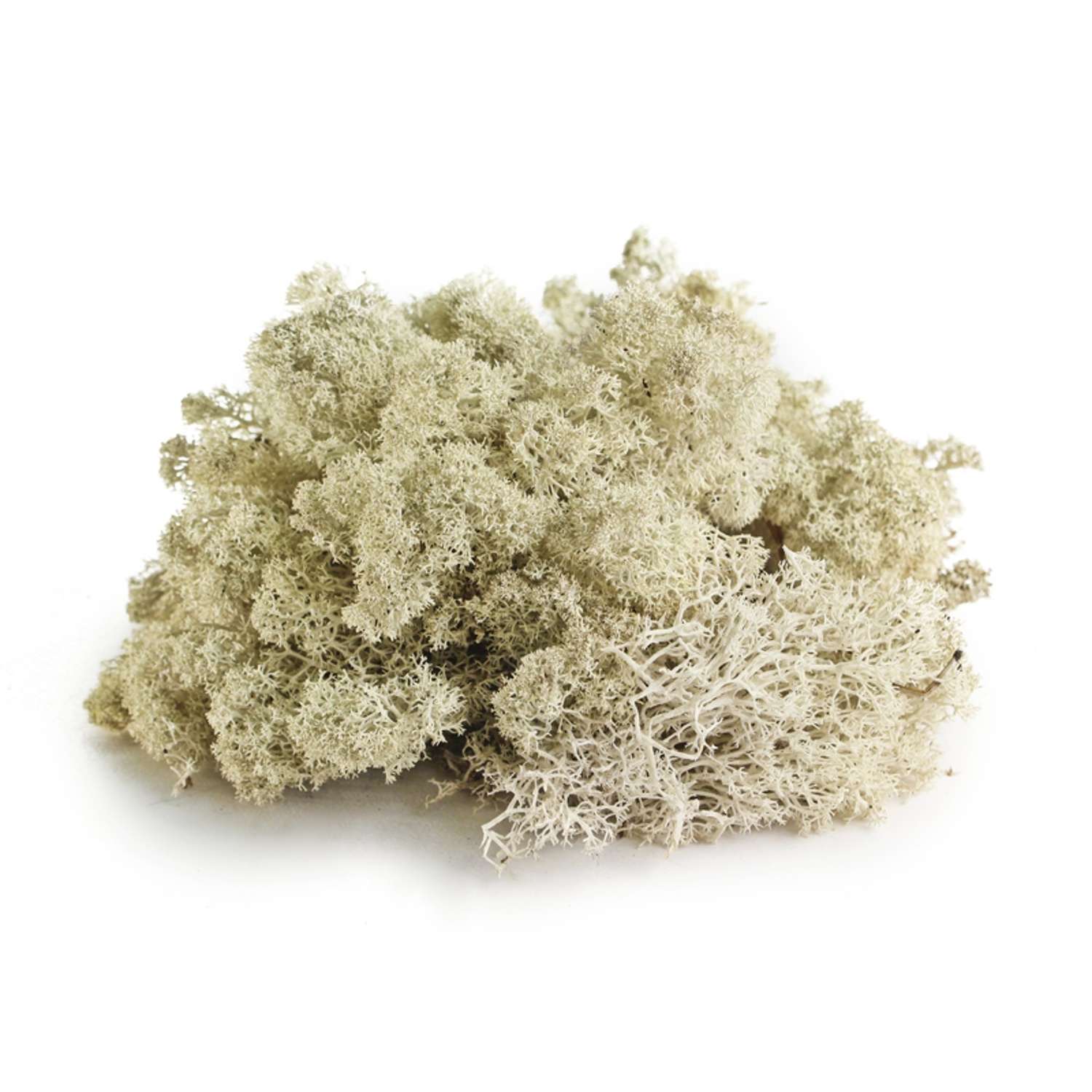What is Reindeer Moss? - A-Z Animals
