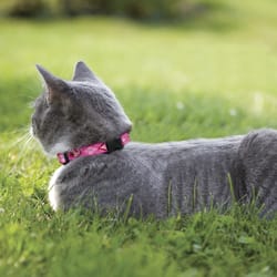 Lupine Pet Original Designs Multicolor Puppy Love Nylon Cat Collar