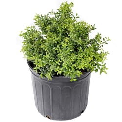National Plant Network Holly Dwarf Burford Grower Shrubs