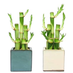 Eve's Garden 10 in. H X 3 in. W X 3 in. D Ceramic Vase with Lucky Bamboo Stalks Assorted