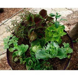 Smart Pot 11.5 in. H X 16 in. W X 16 in. D X 16 in. D Geo-Thermal Fabric Grow Bag Planter Black
