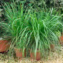 National Plant Network Lemon Grass Grower Annual Plant