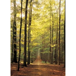 Eurographics Forest Path Jigsaw Puzzles Multicolored 1000 pc