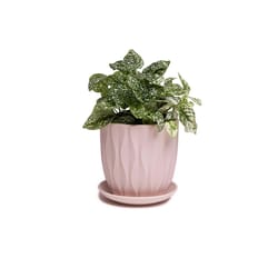 Chive Virago 5 in. D Ceramic Shape E Flower Pot Soft Pink