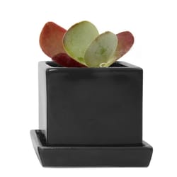 Chive Cube and Saucer 3 in. D Ceramic Succulent Pot Black