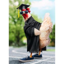 Avanti Seasonal Chicken Grad Graduation Card Paper 2 pc