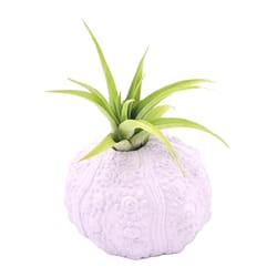 Russell's Bromeliads Seashell Inspirations Decorative Planter Air Plant