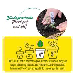 Jiffy 1 Cells 4 in. H X 4 in. W Peat Pot 6 pk