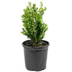 National Plant Network Boxwood Grower Shrubs