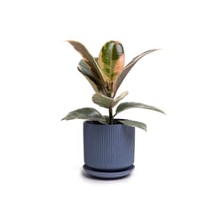 Chive Virago 5 in. D Ceramic Shape C Flower Pot Blue Grey