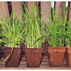 CowPots 1 Cells 2.88 in. H X 3 in. W X 1.88 in. L Seed Starting Pot 12 pk