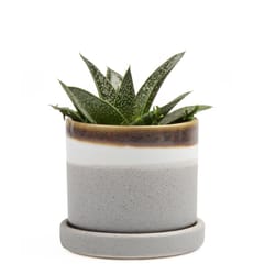 Chive Minute 3 in. D Ceramic Succulent Pot Mocha Cement