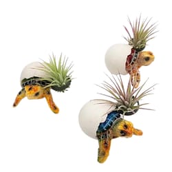 Russell's Bromeliads Assorted Baby Turtle Decorative Planter Air Plant
