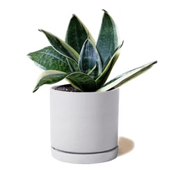 Chive Dojo 3.5 in. H X 3.5 in. D Ceramic Succulent Pot Light Grey