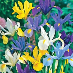 DeGroot Dutch Iris Mix Bulb 12 pk