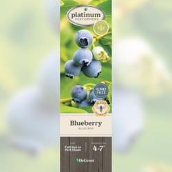 DeGroot Blueberry Plant 1 pk