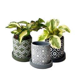 Chive Balter 5 in. D Ceramic Succulent Pot Grey Paisley