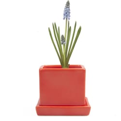 Chive Cube and Saucer 3 in. D Ceramic Succulent Pot Tomato