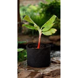 Smart Pot 9.5 in. H X 12 in. W X 12 in. D X 12 in. D Geo-Thermal Fabric Grow Bag Planter Black