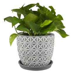 Trendspot Tribeca 7.3 in. H X 8.3 in. W X 8.3 in. D X 8 in. D Ceramic Planter Charcoal