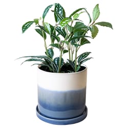 Chive Minute 5 in. D Ceramic Flower Pot Blue Layers