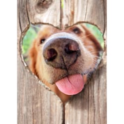 Avanti Seasonal Dog Nose Fence Valentine's Day Card Paper 2 pc
